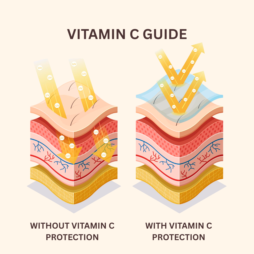 Illustration of skin layers with and without vitamin C protection